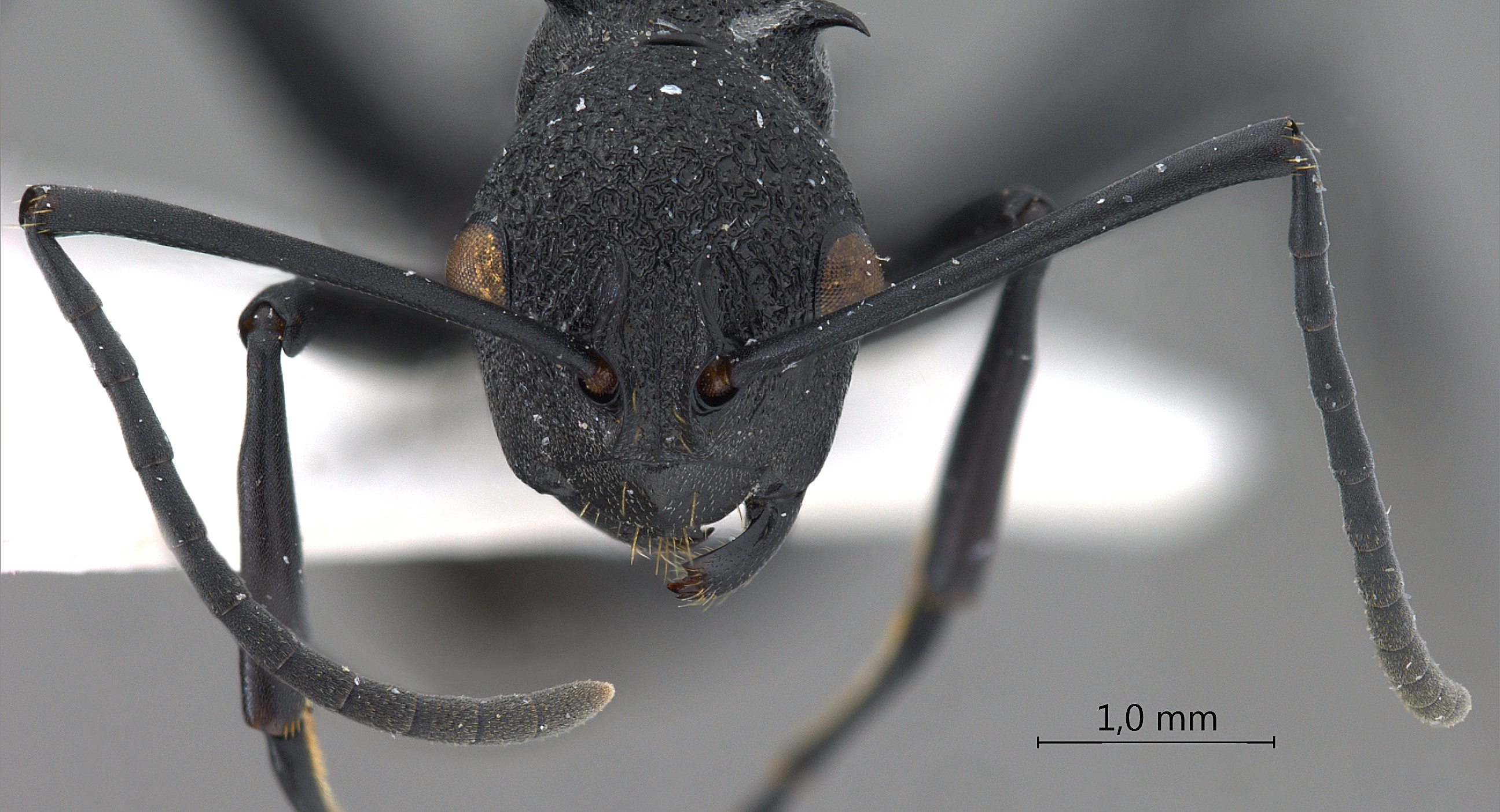 Polyrhachis wheeleri frontal