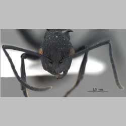 Polyrhachis wheeleri Mann, 1919 frontal