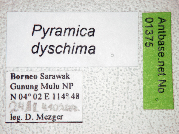 Pyramica dyschima label