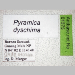 Pyramica dyschima Bolton, 2000 label