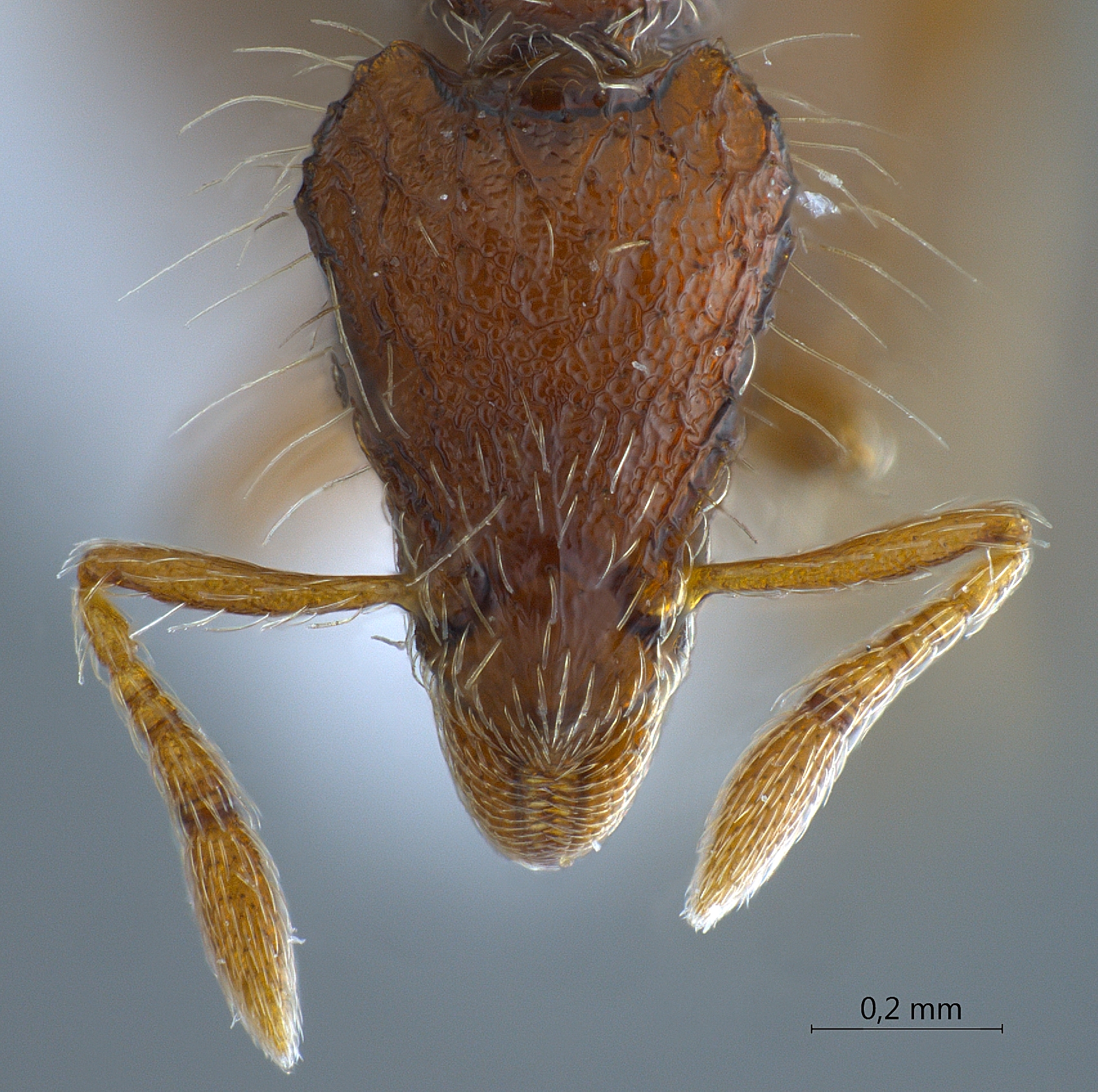 Pyramica jacobsoni frontal