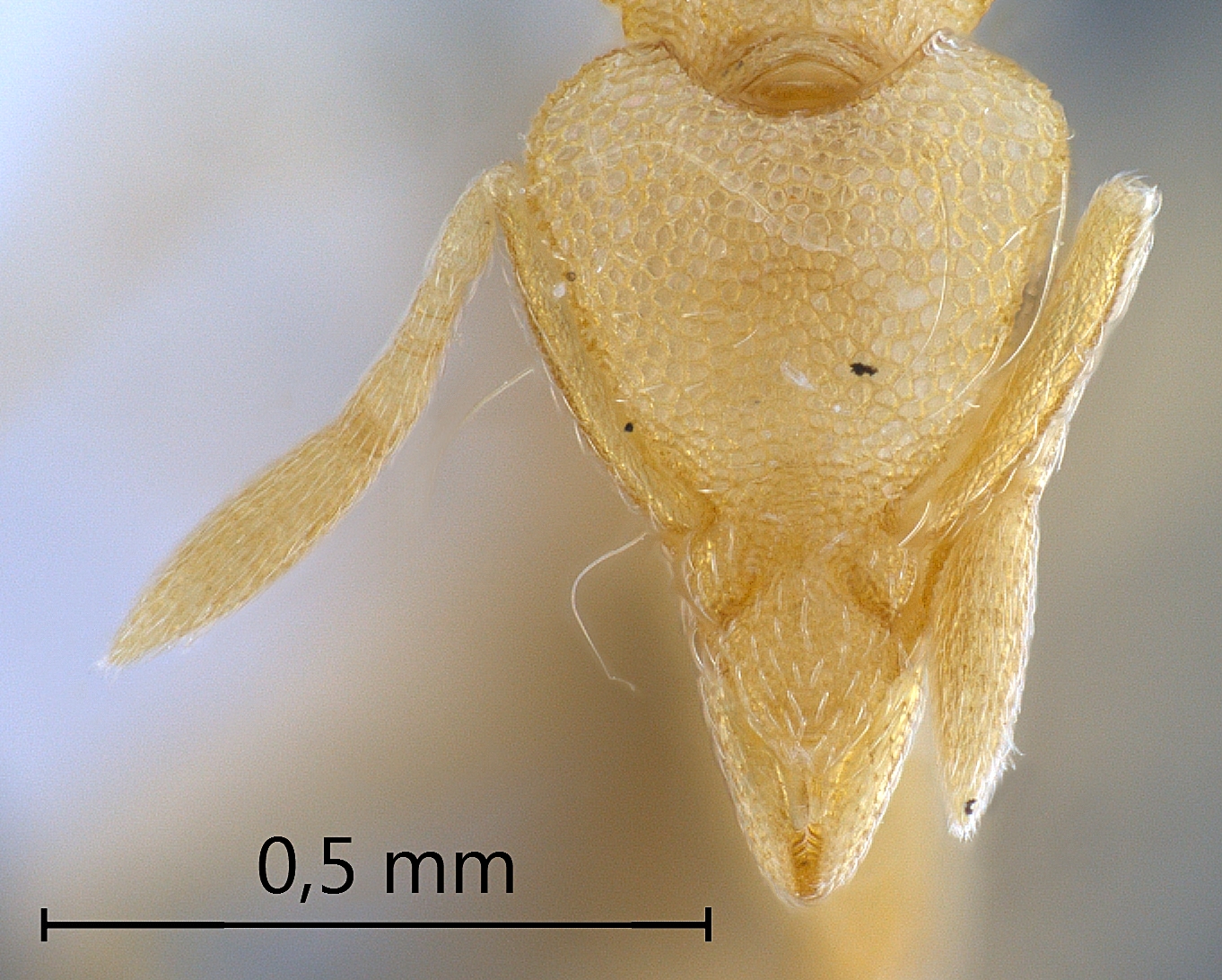 Pyramica kempfi frontal