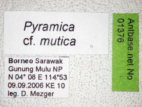 Pyramica mutica label