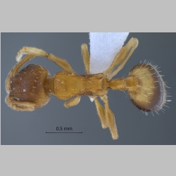 Temnothorax nylanderi Förster, 1850 dorsal