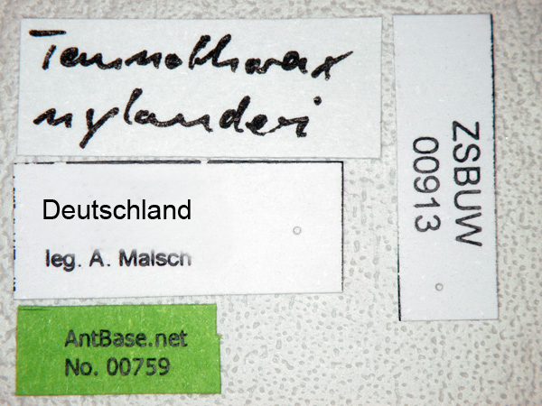 Temnothorax nylanderi label