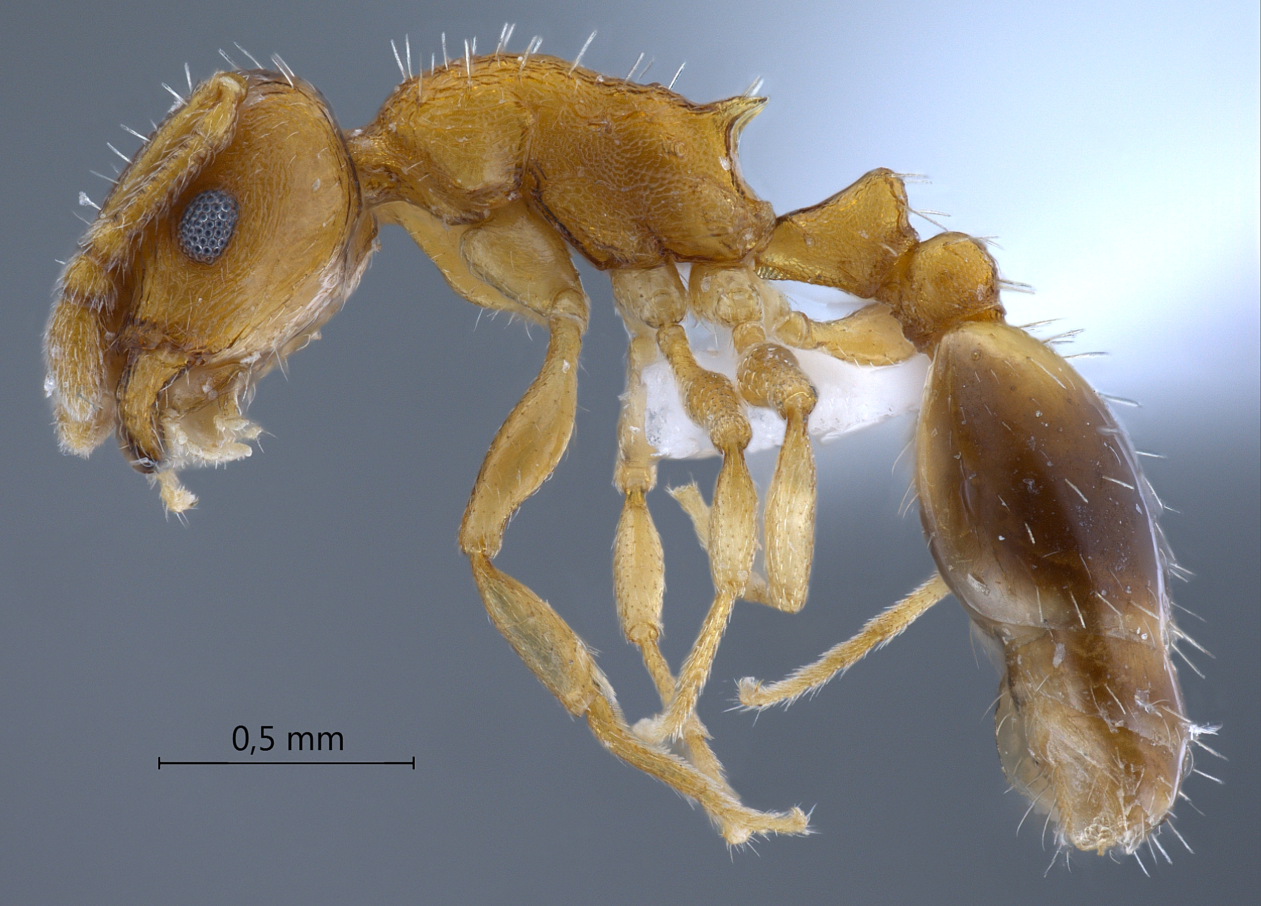 Temnothorax nylanderi lateral