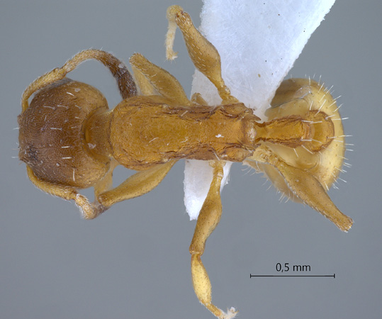 Temnothorax unifasciatus dorsal
