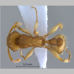 Tetramorium insolens Smith, 1861 dorsal