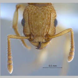 Tetramorium insolens Smith, 1861 frontal