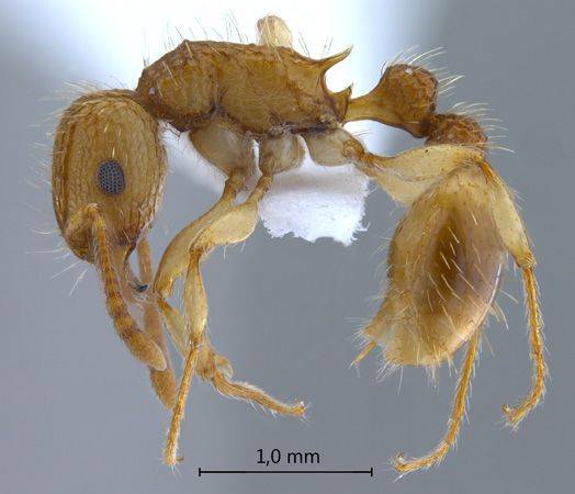 Tetramorium insolens lateral