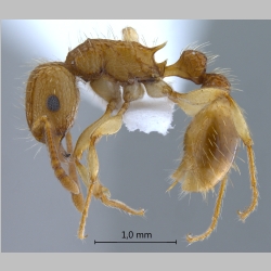 Tetramorium insolens Smith, 1861 lateral