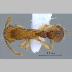 Tetramorium nipponense Wheeler, 1928 dorsal