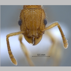 Tetramorium nipponense Wheeler, 1928 frontal