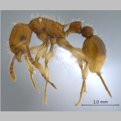 Tetramorium nipponense Wheeler, 1928 lateral