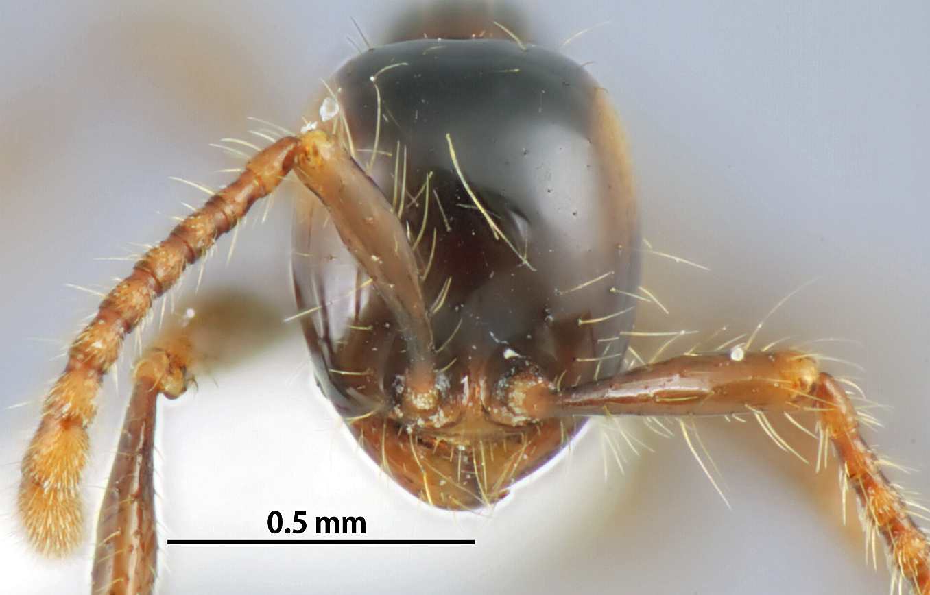 Aenictus bodongjaya frontal