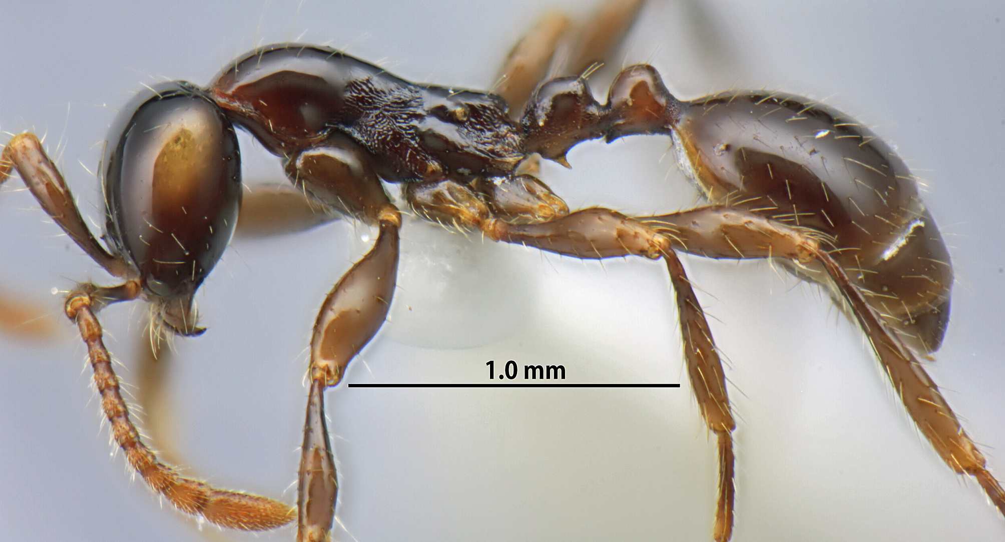 Aenictus bodongjaya lateral