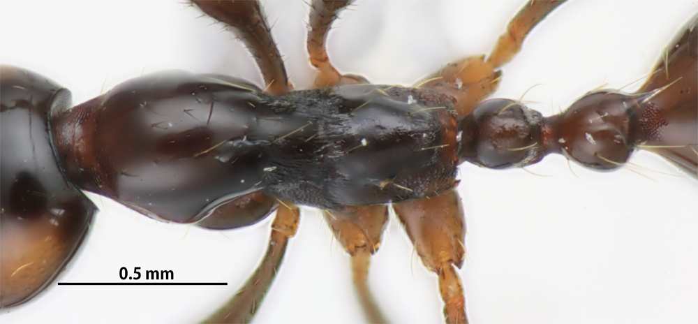 Aenictus brevinodus dorsal