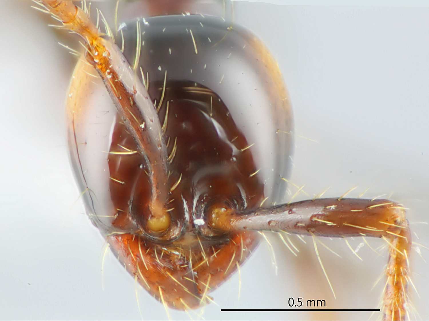 Aenictus brevinodus frontal