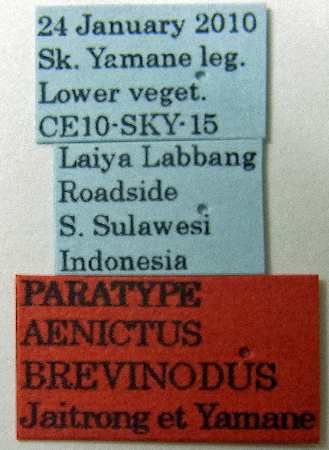 Aenictus brevinodus label