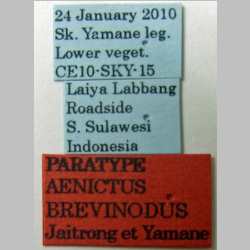 Aenictus brevinodus Jaitrong et Yamane, 2011 label