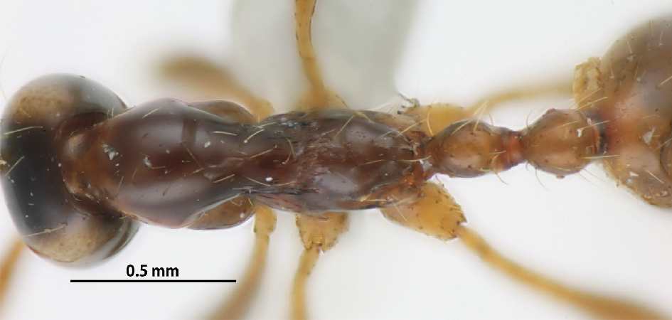 Aenictus fulvus dorsal