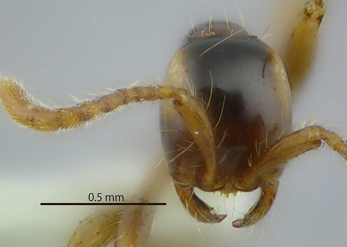 Aenictus fulvus frontal