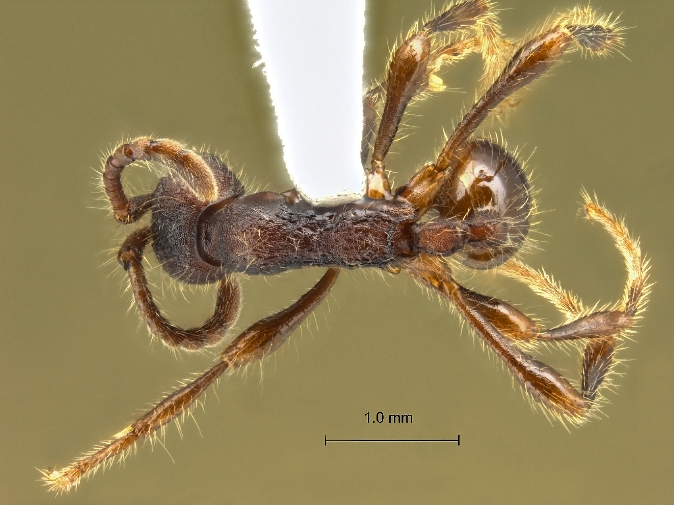 Aenictus kutai dorsal