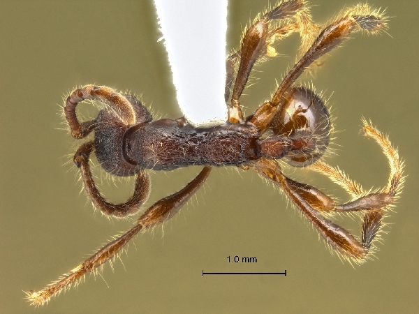 Aenictus kutai dorsal