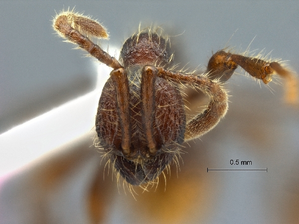 Aenictus kutai frontal