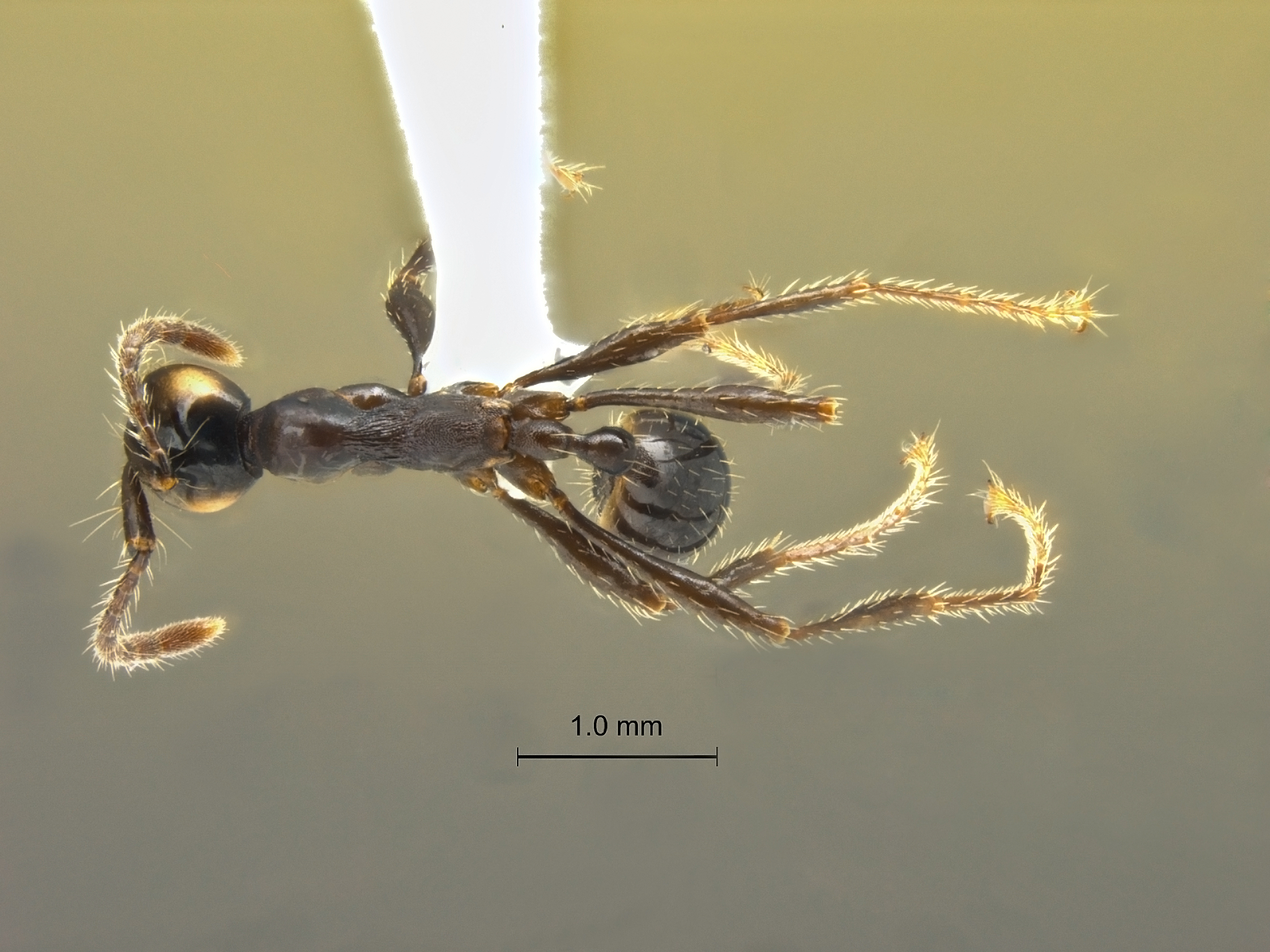 Aenictus laeviceps dorsal