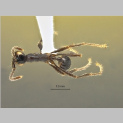 Aenictus laeviceps Seiki Yamane, 2013 dorsal