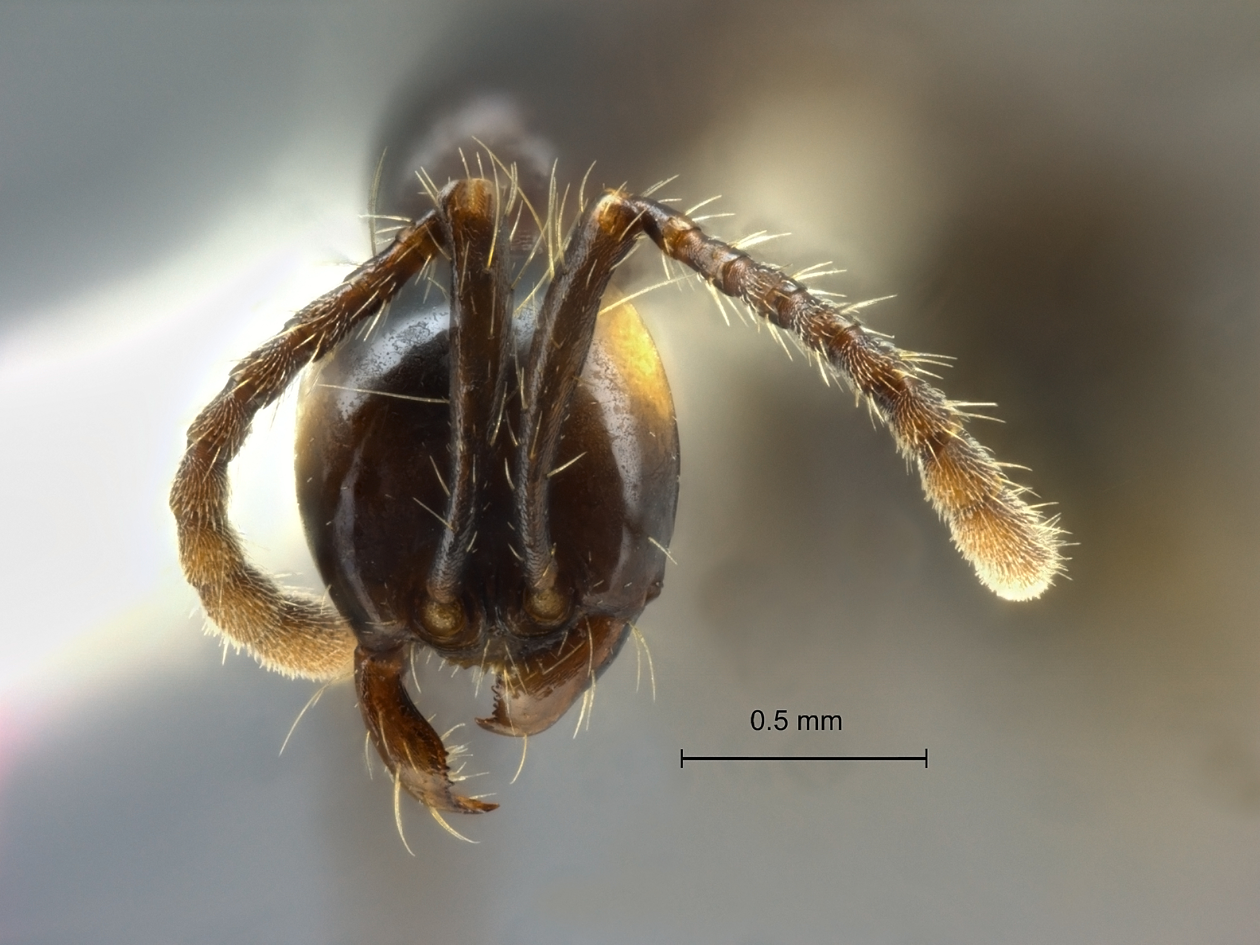 Aenictus laeviceps frontal