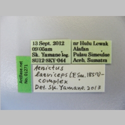 Aenictus laeviceps Seiki Yamane, 2013 label