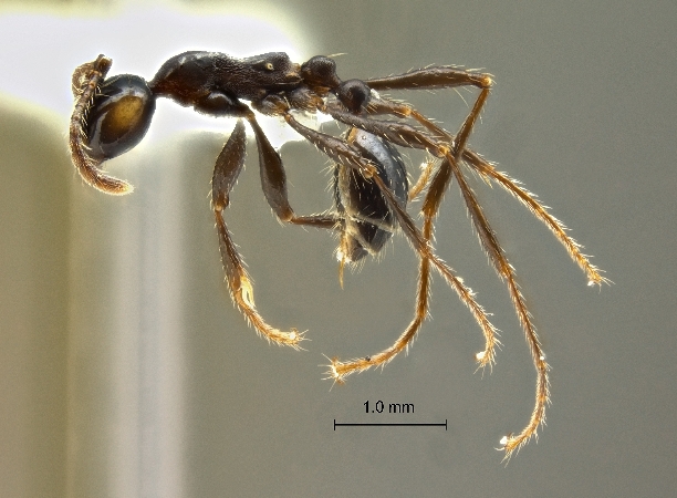 Aenictus laeviceps lateral