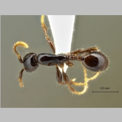 Aenictus leptotyphlatta Jaitrong & Eguchi, 2013 dorsal