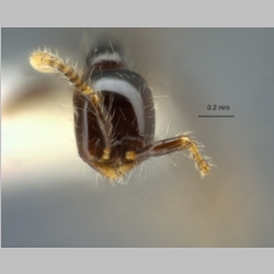 Aenictus leptotyphlatta Jaitrong & Eguchi, 2013 frontal