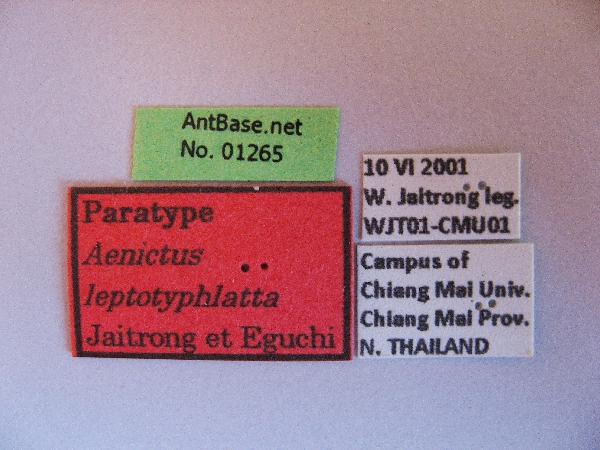 Aenictus leptotyphlatta label