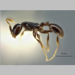 Aenictus leptotyphlatta Jaitrong & Eguchi, 2013 lateral