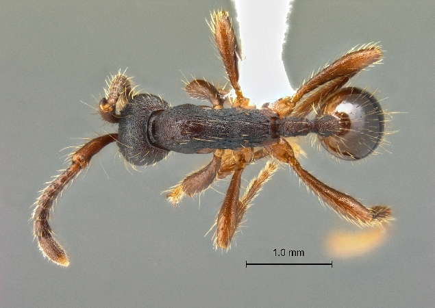 Aenictus levior dorsal