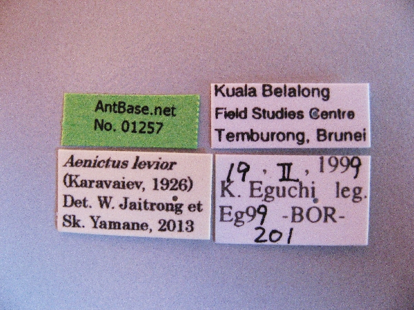 Aenictus levior label