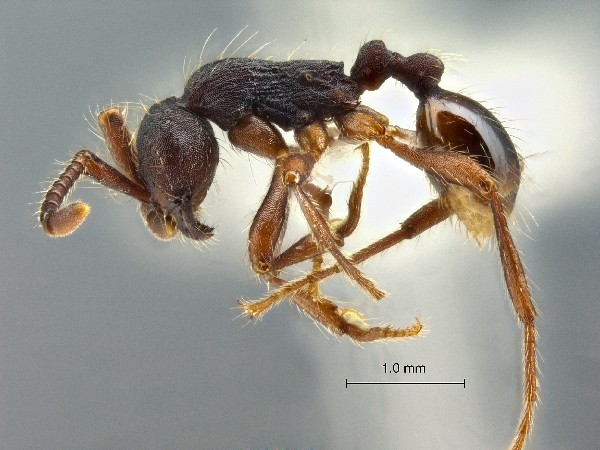 Aenictus levior lateral