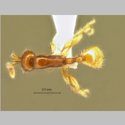 Aenictus longinodus Jaitrong & Yamane, Jahr dorsal