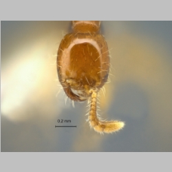 Aenictus longinodus Jaitrong & Yamane, Jahr frontal