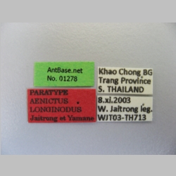 Aenictus longinodus Jaitrong & Yamane, Jahr label