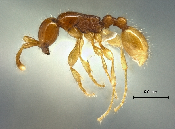 Aenictus longinodus lateral