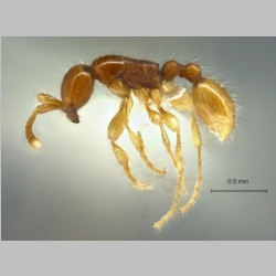 Aenictus longinodus Jaitrong & Yamane, Jahr lateral