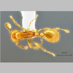 Aenictus minutulus Jaitrong & Yamane, Jahr dorsal