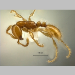 Aenictus minutulus Jaitrong & Yamane, Jahr lateral