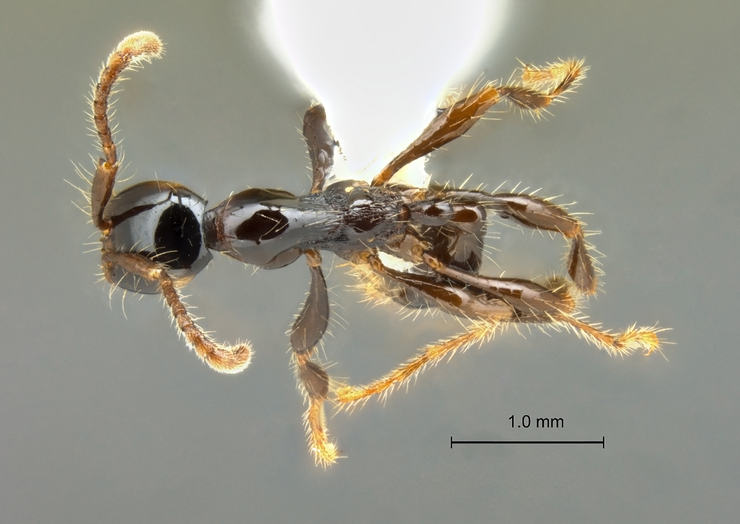 Aenictus montivagus dorsal