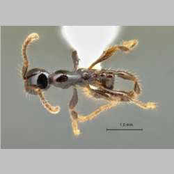 Aenictus montivagus Jaitrong & Yamane, 2013 dorsal